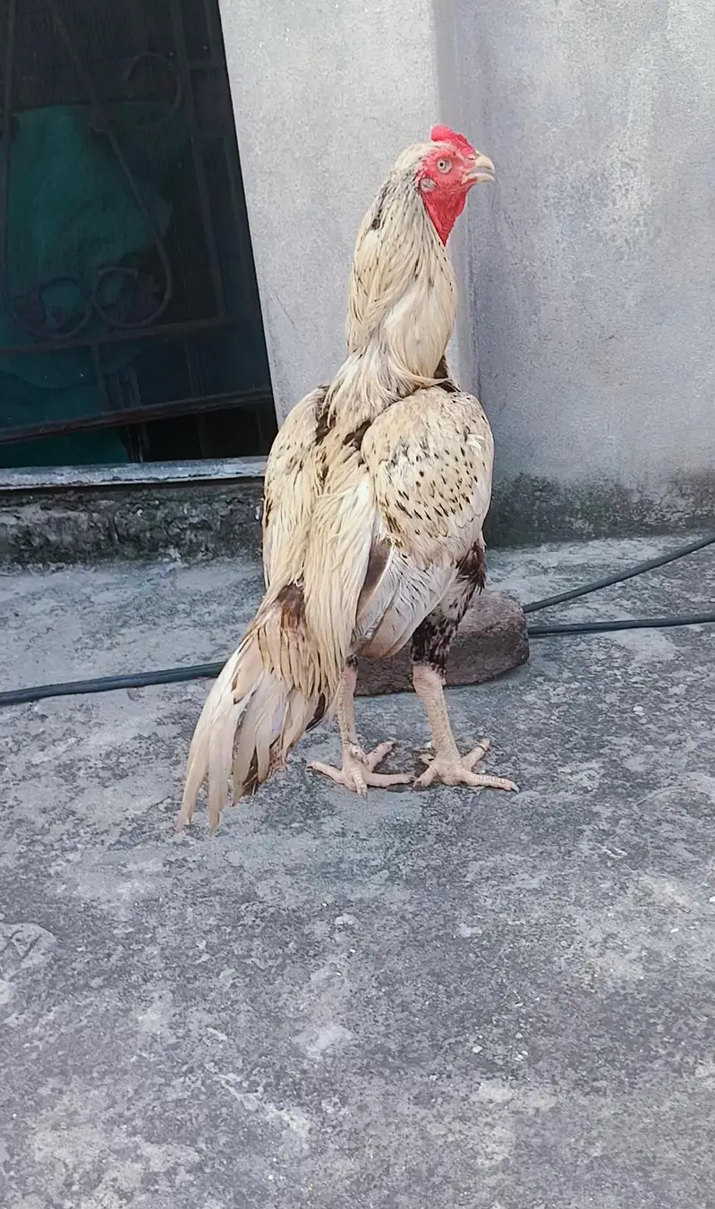 shajra aseel double body 3killo mora wazan cargo possible 03375190943 — photo 5