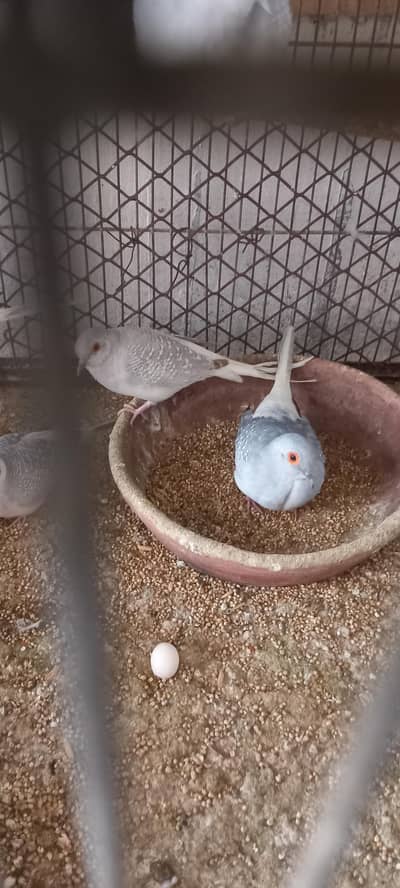 12 piec comon white tail dove looking for new shelter Location korangi