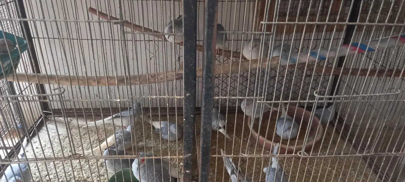 12 piec comon white tail dove looking for new shelter Location korangi — photo 2