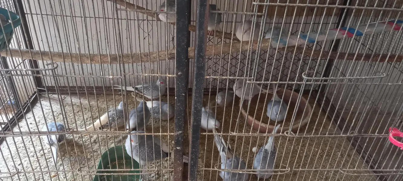 12 piec comon white tail dove looking for new shelter Location korangi — photo 3