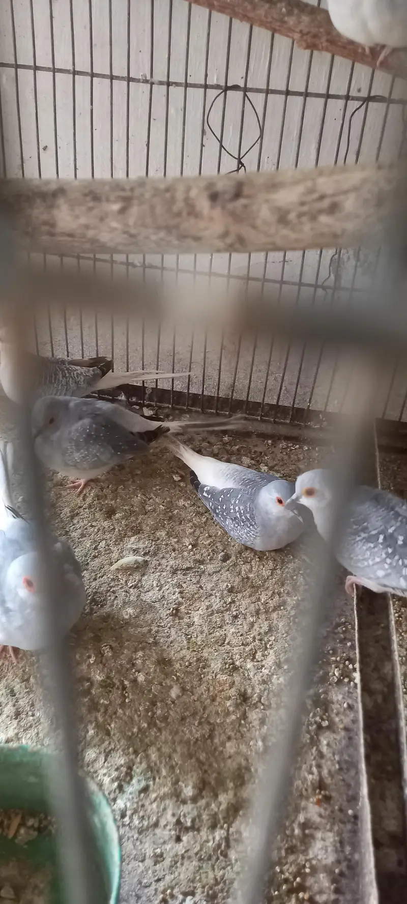 12 piec comon white tail dove looking for new shelter Location korangi — photo 4
