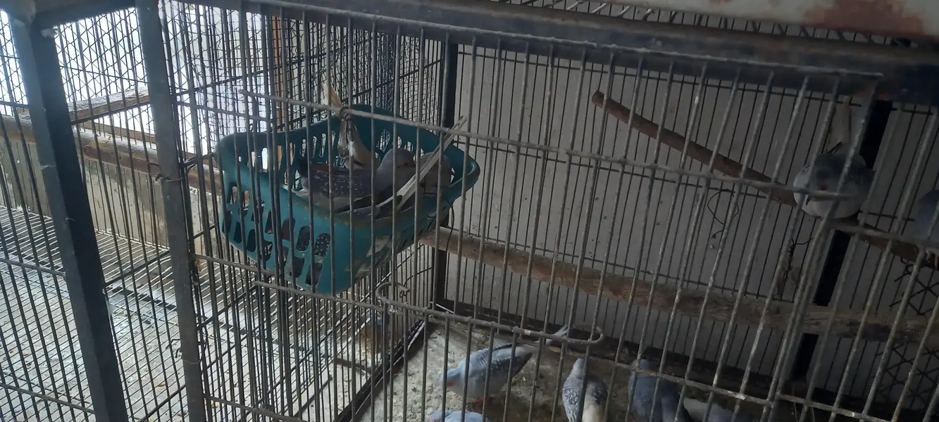 12 piec comon white tail dove looking for new shelter Location korangi — photo 5