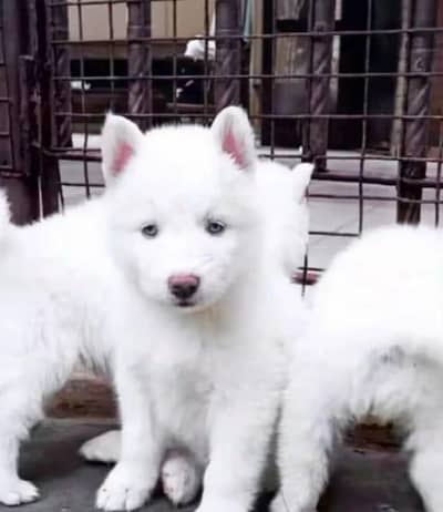 russain dog,03340416021 my WhatsApp