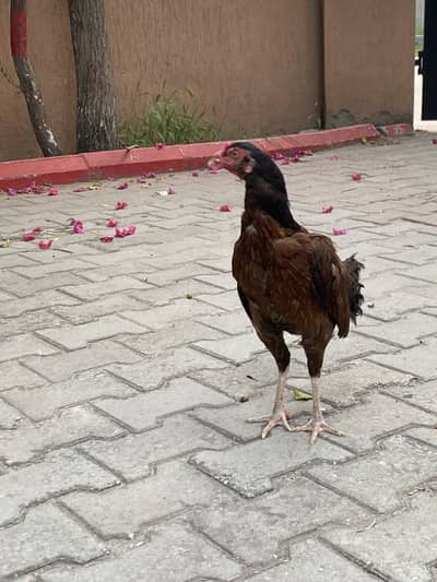Aseel madi pela lakhi