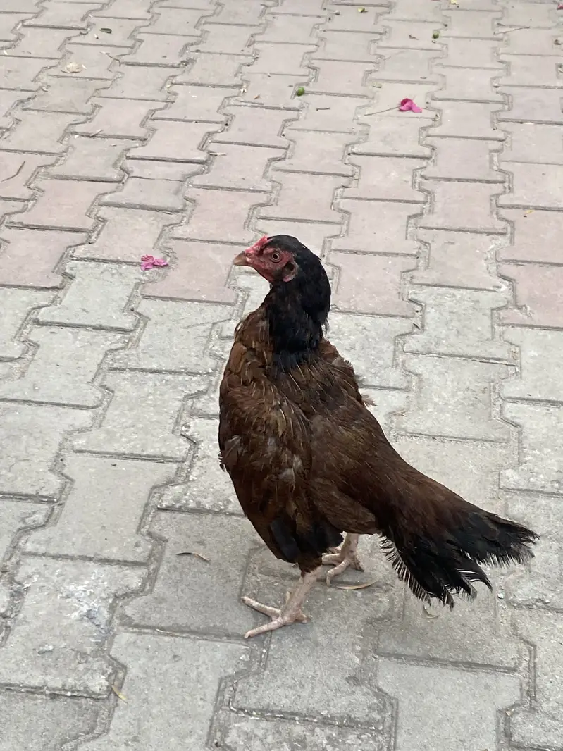 Aseel madi pela lakhi — photo 2