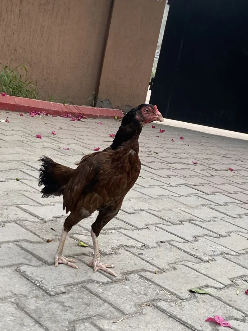 Aseel madi pela lakhi — photo 4