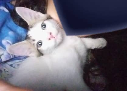 selling cat