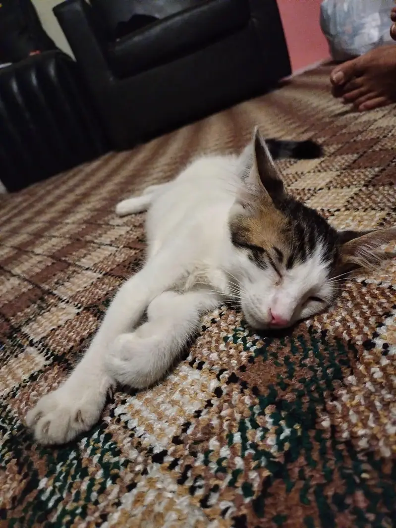 selling cat — photo 2
