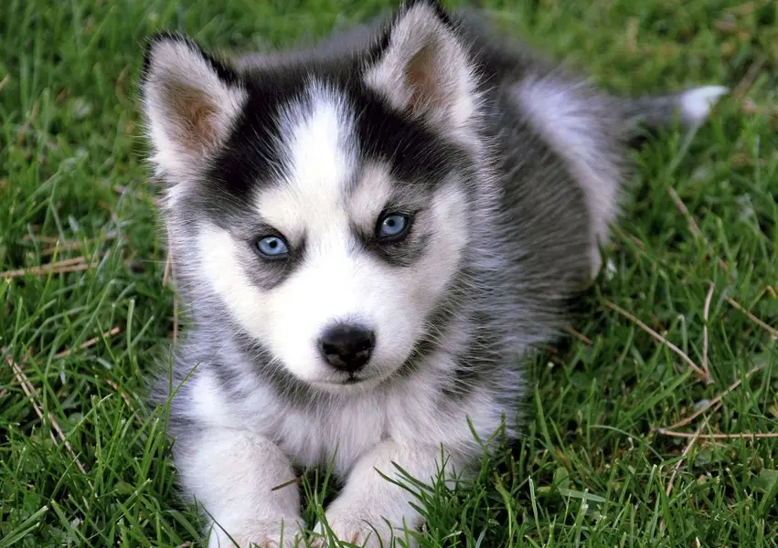 Siberian husky puppies 0313*9363417 — photo 2