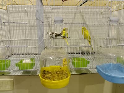 Australian Pariots