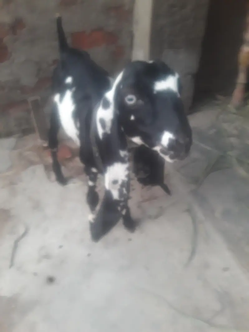 Beetal Bakra Best Quality WhatsApp 0347 2562038 — photo 2
