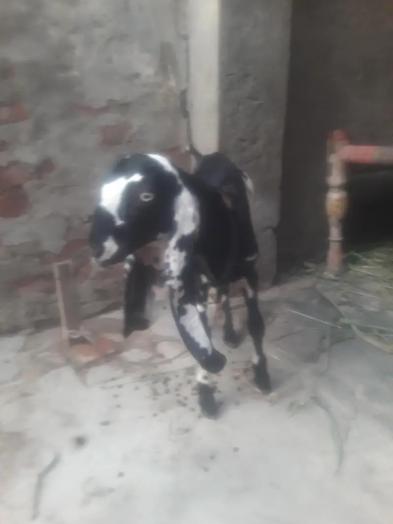 Beetal Bakra Best Quality WhatsApp 0347 2562038 — photo 3