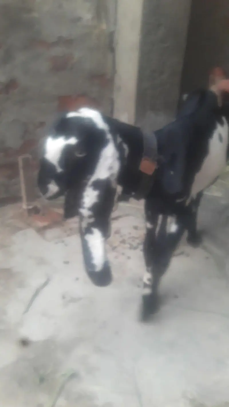 Beetal Bakra Best Quality WhatsApp 0347 2562038 — photo 8