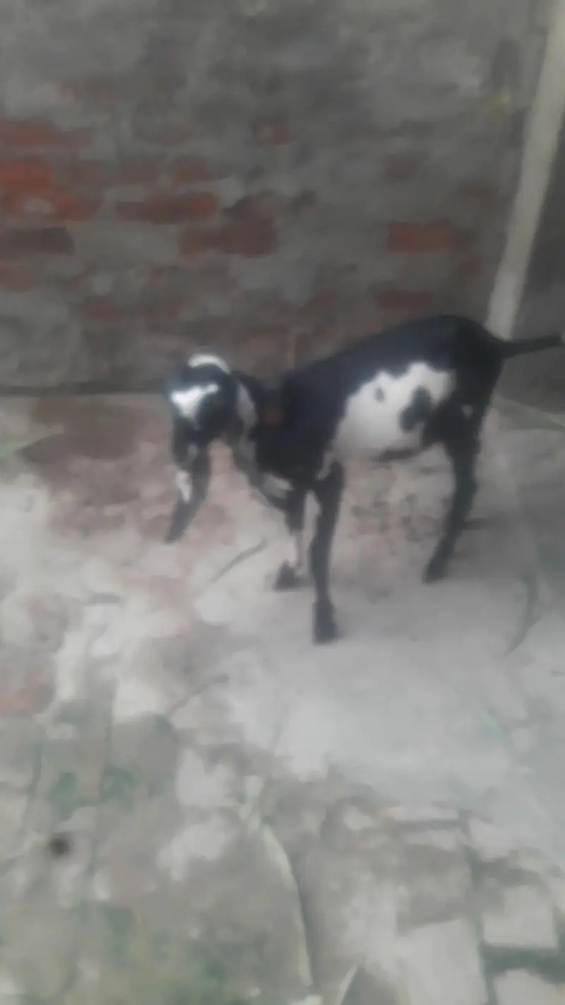 Beetal Bakra Best Quality WhatsApp 0347 2562038 — photo 9