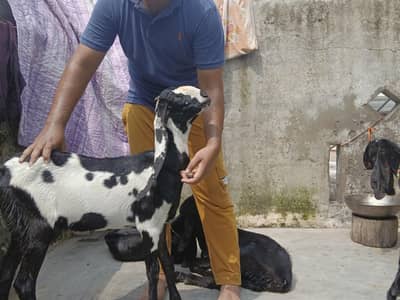 pure betal amrtsri pair