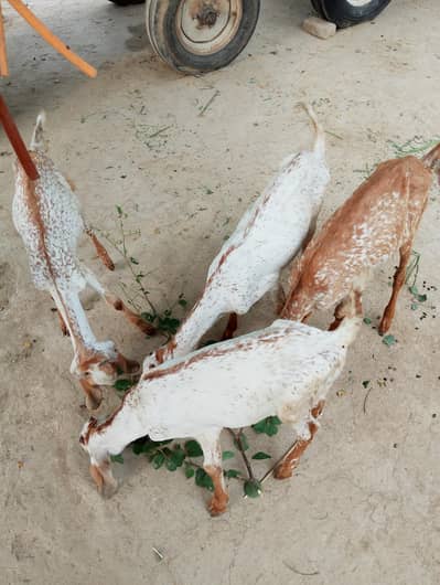 4 Pure Makhi cheeni Females for sail . 03174390523