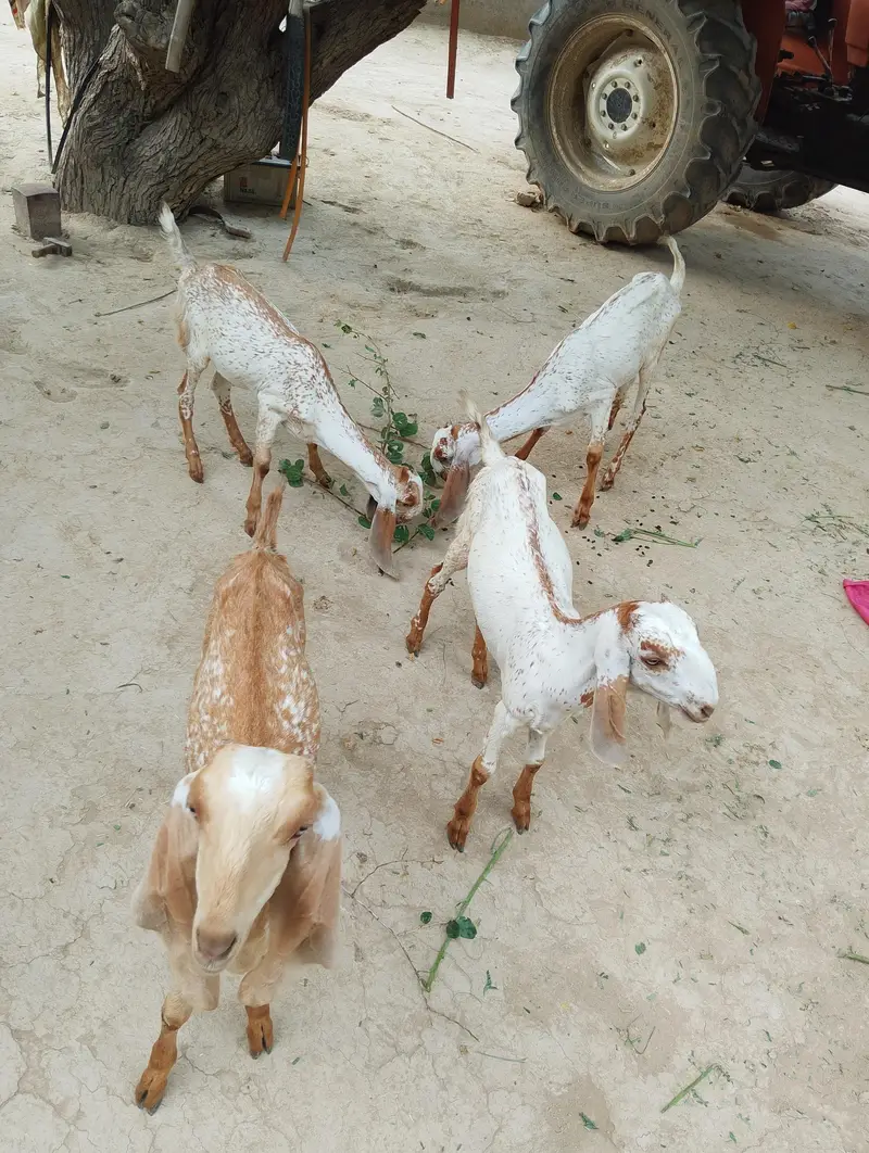 4 Pure Makhi cheeni Females for sail . 03174390523 — photo 2