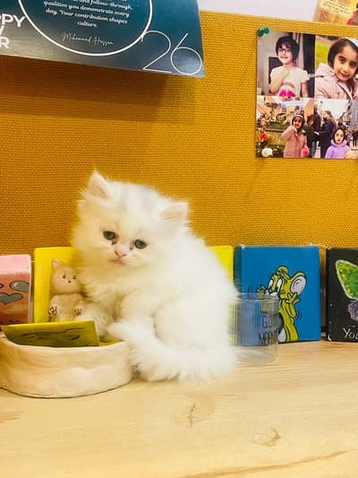 Triple Coated Persian Kittens Pair Looking For a New Home