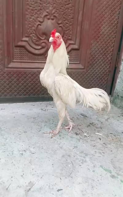 Heera aseel band jor sale and exchange cargo possible 0337,51,90,943