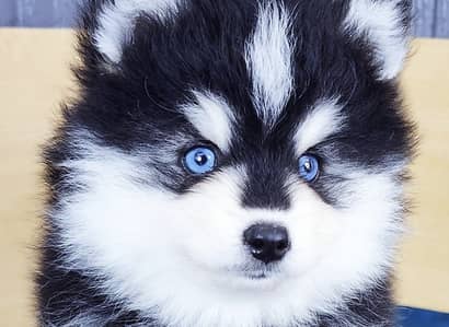 Siberian husky puppies 0313*9363417