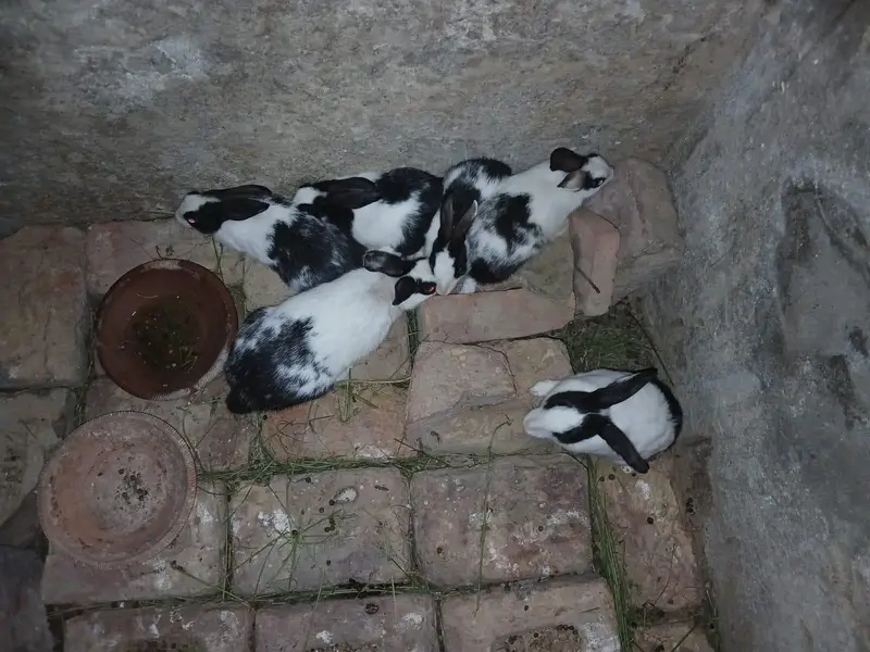 Rabbit For Sale