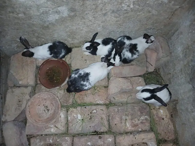 Rabbit For Sale — photo 2