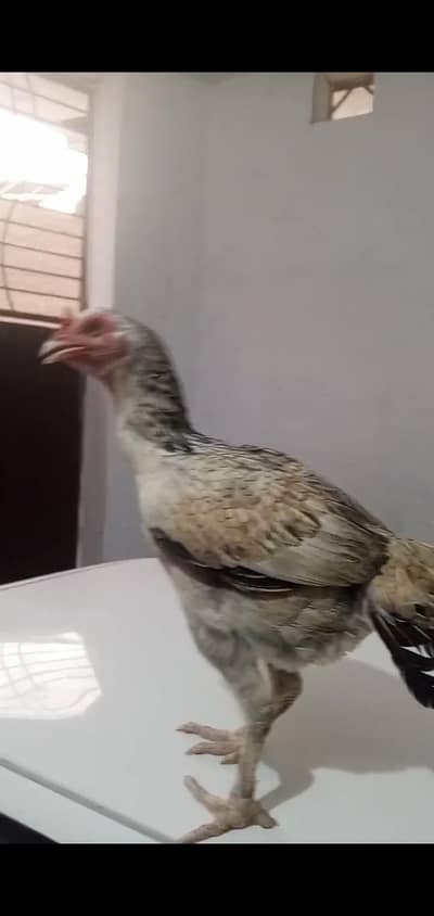 Aseel Hen Top Quality