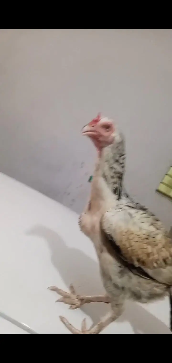 Aseel Hen Top Quality — photo 2