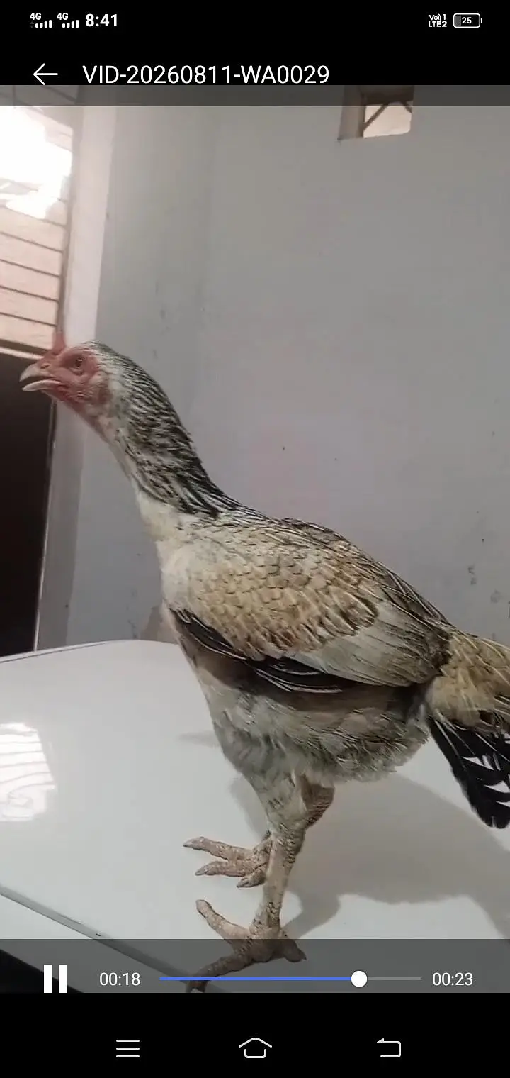 Aseel Hen Top Quality — photo 3