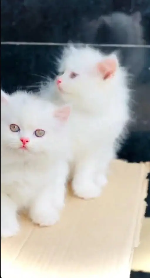 (Persian female kitten) (for sale all) (Pakistan delivery available) — photo 3