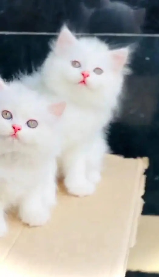 (Persian female kitten) (for sale all) (Pakistan delivery available) — photo 5