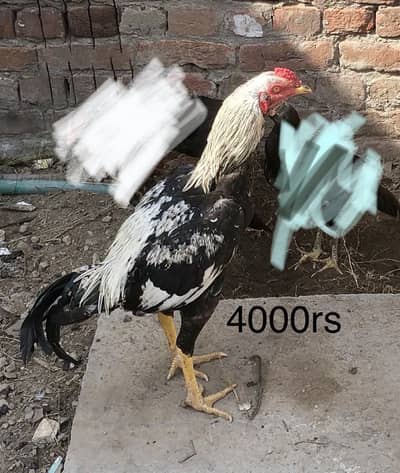3 aseel 1 Muscovy duck male