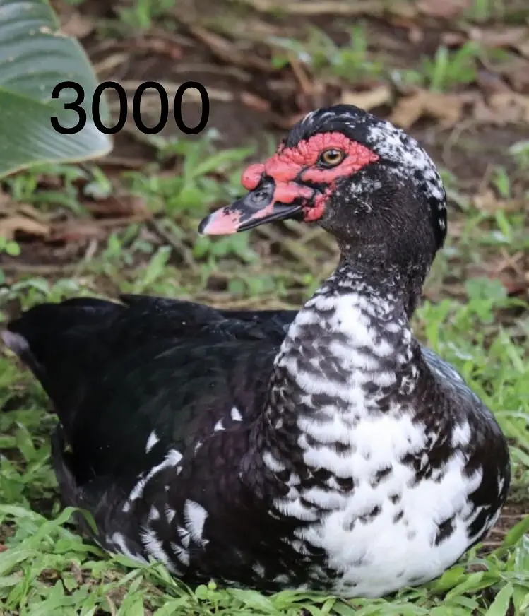 3 aseel 1 Muscovy duck male — photo 2
