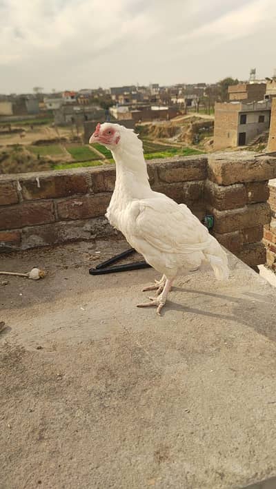 heeri madiya for sale