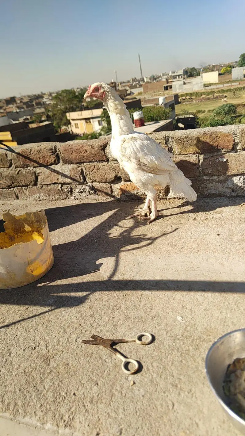 heeri madiya for sale — photo 2