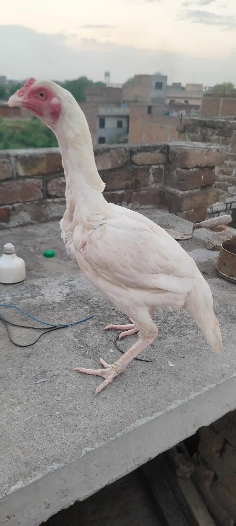 heeri madiya for sale — photo 3