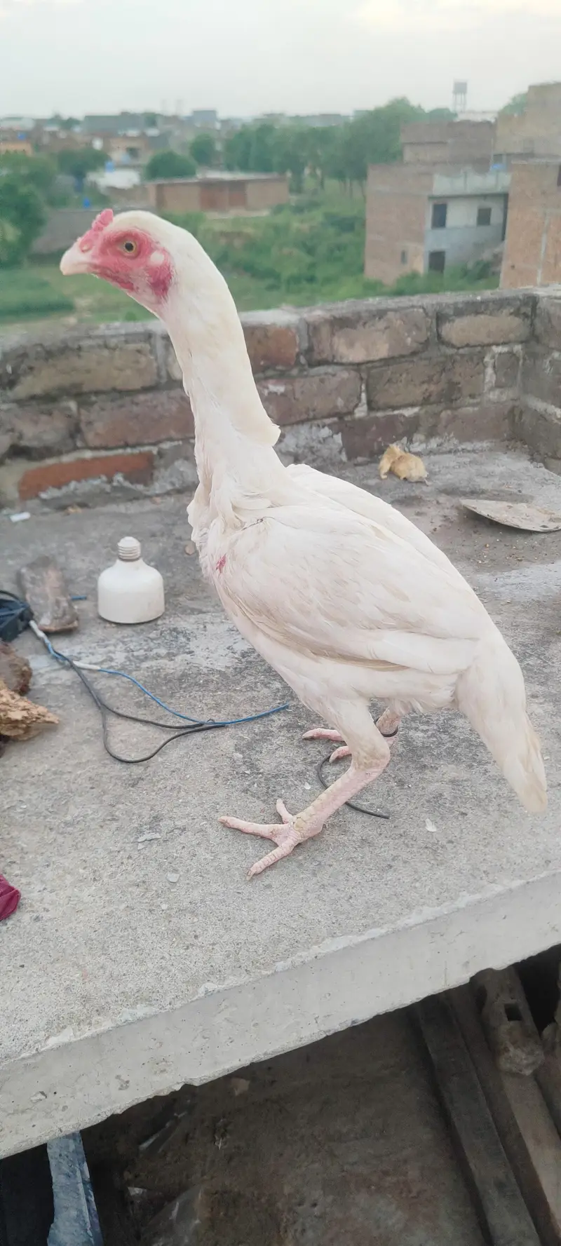 heeri madiya for sale — photo 4