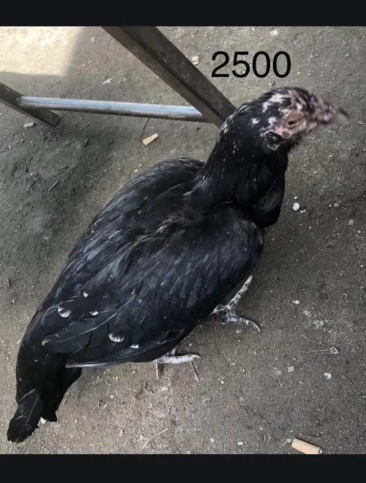 3 aseel 1 Muscovy duck male — photo 3
