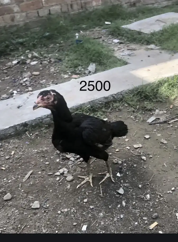 3 aseel 1 Muscovy duck male — photo 4