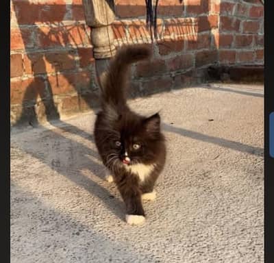 Persian kitten white and black