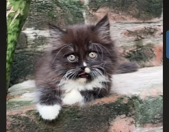 Persian kitten white and black — photo 2