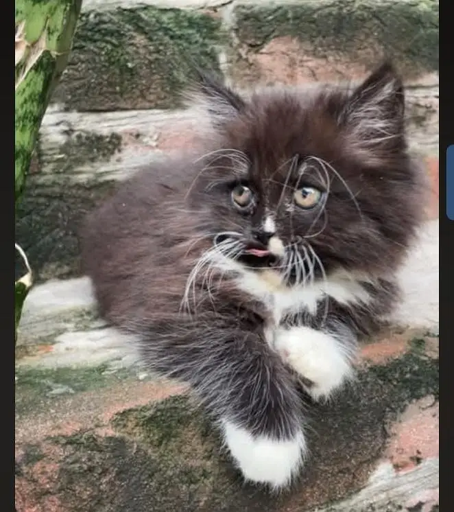 Persian kitten white and black — photo 3