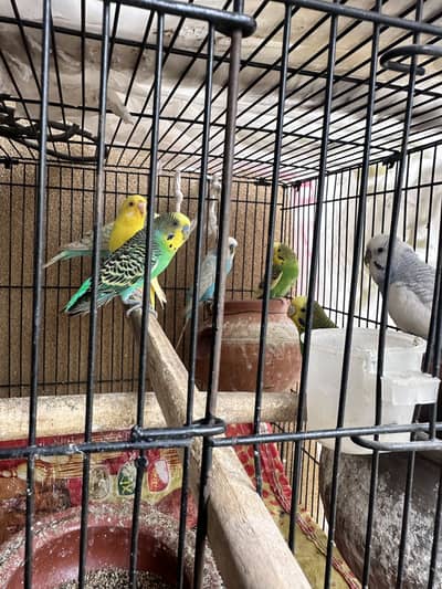 Astrallian parrot with cage