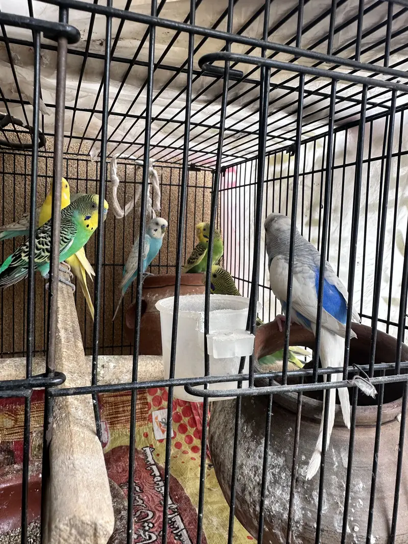 Astrallian parrot with cage — photo 2
