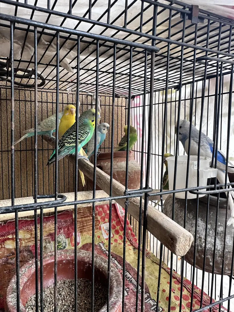 Astrallian parrot with cage — photo 3