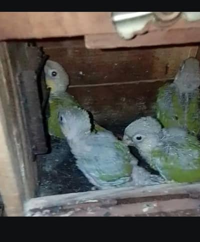 cristed dove