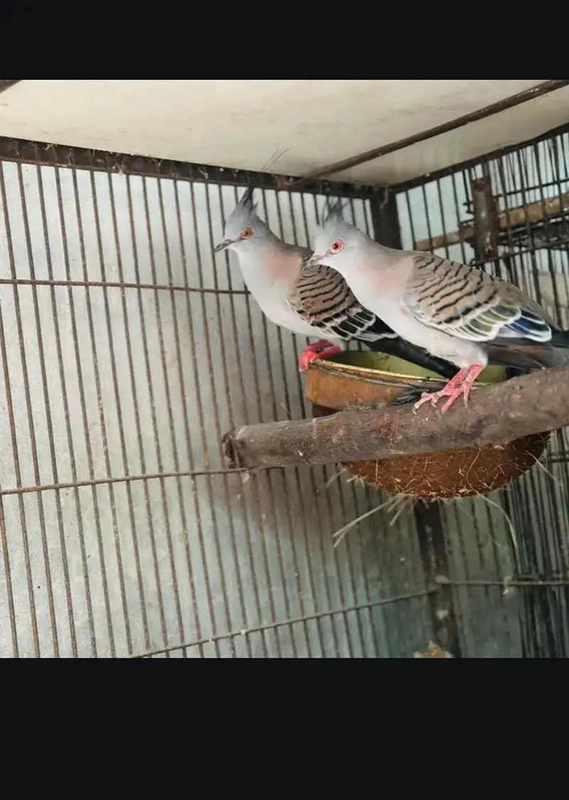cristed dove — photo 4