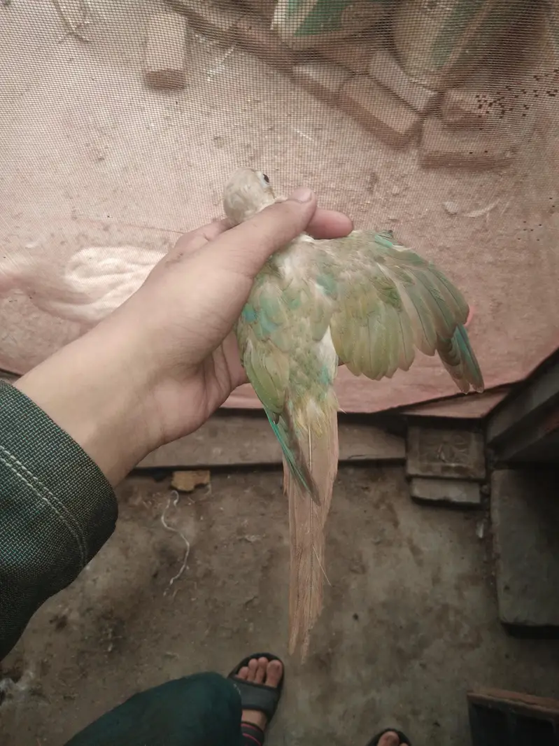 cristed dove — photo 6