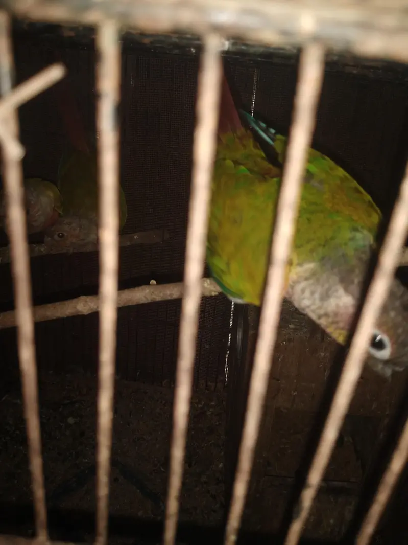 cristed dove — photo 7