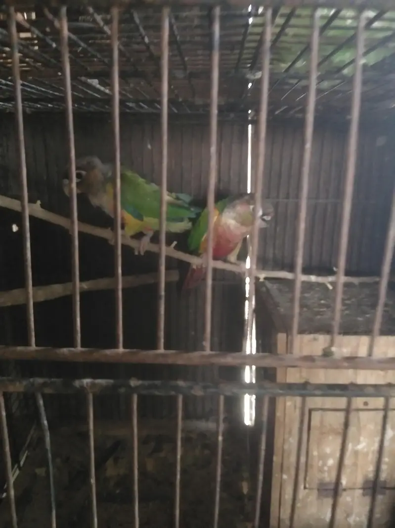 cristed dove — photo 8